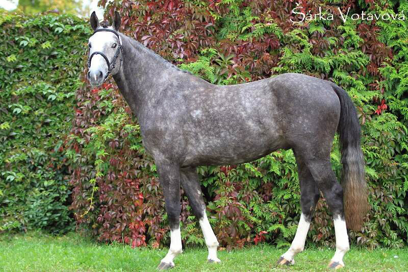 stanice plemenných hřebců stanice plemenných hřebců